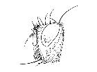 admontia blanda_capo (M) laterale scala 1mm