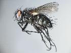 admontia cepelaki_habitus