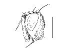 admontia continuans_capo (M) laterale scala 1mm