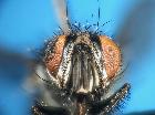 admontia grandicornis_capo (M) (frontale)