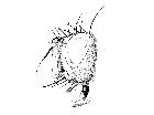 admontia grandicornis_capo (M) laterale scala 1mm