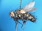 admontia grandicornis_habitus (M)