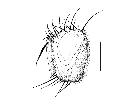 admontia maculisquama_capo (M) laterale scala 1mm