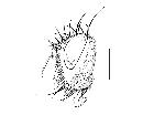 admontia podomya_capo (M) laterale scala 1mm