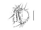 admontia pyrenaica_capo (M) latero-dorso-anteriore scala 1mm