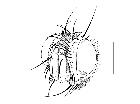 admontia seria_capo (M) latero-dorso-anteriore scala 1mm