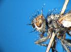 blepharomyia pagana_capo (F)