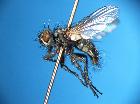 blepharomyia pagana_habitus (F)