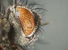 blepharomyia pagana_parafacciale