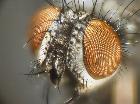 blepharomyia pagana_pruinosità parafacciale