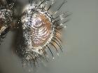 blepharomyia piliceps_parafacciale