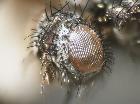 blepharomyia piliceps_pruinosità parafacciale