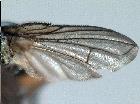 goniocera schistacea_ala (G. enigmatica Vill. - lectotype)