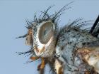 goniocera schistacea_capo (G. enigmatica Vill. - lectotype)