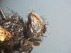 macroprosopa atrata_capo (M)