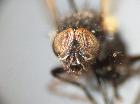 macroprosopa atrata_capo