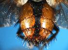 tachina corsicana_addome