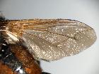 tachina corsicana_aladx