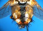 tachina fera_addome1