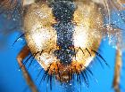 tachina fera_addome2