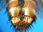 tachina fera_addome3