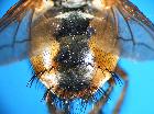 tachina fera_addome4
