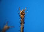 tachina fera_artigli