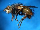 tachina fera_habitus