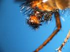 tachina fera_terminaliM