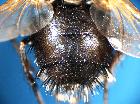 tachina grossa_addome