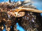 tachina grossa_calittra