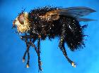 tachina grossa_habitus