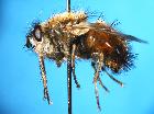 tachina lurida_habitus