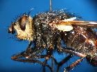 tachina magna_capothorax