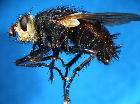 tachina magna_habitus