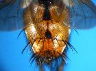 tachina magnicornis_addmone 4