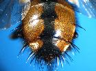 tachina magnicornis_addome1