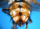 tachina magnicornis_addome3