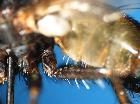 tachina paeceps_tergite2
