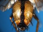 tachina praeceps_addome