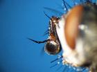 tachina praeceps_antenna