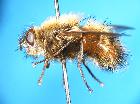 tachina ursina_habitus