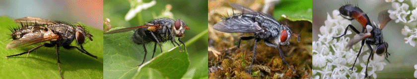 Tachinidae key