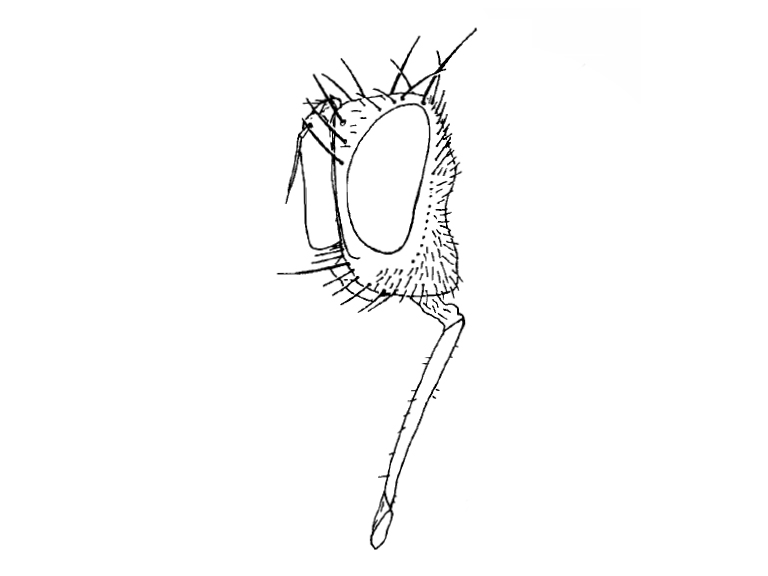 Clausicella solennis_head (holotype) from Richter 1999