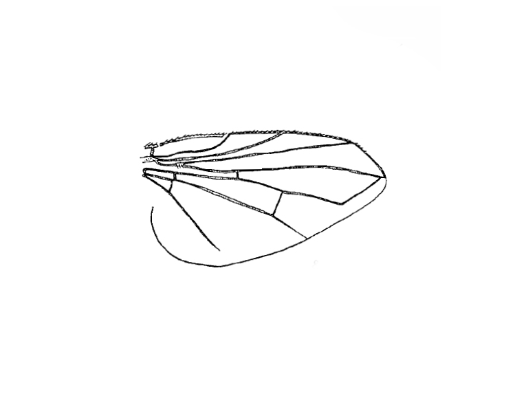 Clausicella solennis_wing (holotype) from Richter 1999