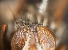 Dinera grisescens_vertice (M)