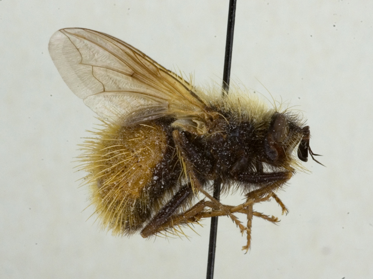 Hystriomyia lata_habitus male