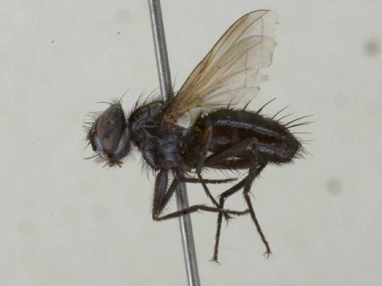 Minthodes setifacies_habitus male (Turkey)