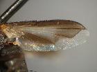 Rossimyiops achilleae_ala (F)