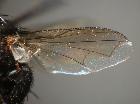 Rossimyiops achilleae_ala (M)